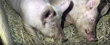 Еще в одном районе Калужской области обнаружены зараженные чумой свиньи