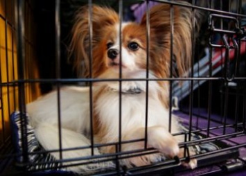 Ввоз собак из России запретили в США