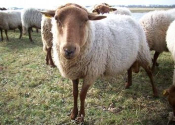 Почти четыре сотни овец без документов задержали в Приамурье