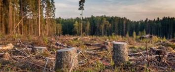 В Калужской области бизнесмен вырубил лес на 5,5 млн рублей