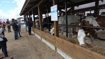 Как прошел конкурс скотоводческих хозяйств в Алтайском крае