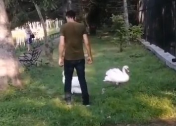 Мужчину, дразнящего ивановских лебедей, сняли на видео