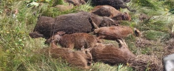 В Калужской области обнаружен седьмой очаг африканской чумы свиней