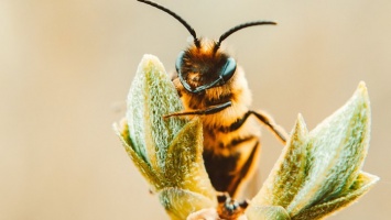 Алтайские ученые придумали лечить пчел хвоей