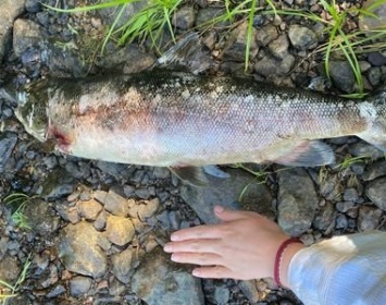 Десятки мертвых особей ценных рыб обнаружены в реке в Карелии