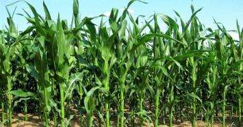 Испытания новых биопрепаратов для сельского хозяйства начались на Кубани