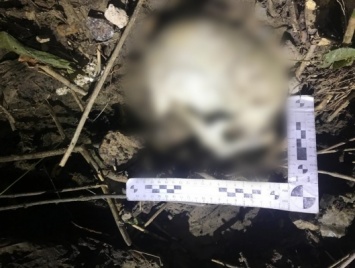 В овраге под мостом в Саратове нашли человеческий череп с паспортом