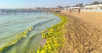 Ученые разработают для Анапы рекомендации по решению проблемы с цветением водорослей в Черном море