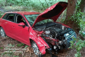 В Светлогорске водитель «Ауди» врезалась в дерево при попытке объехать животное
