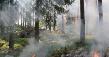 На Кубани с начала года произошло 22 лесных пожара