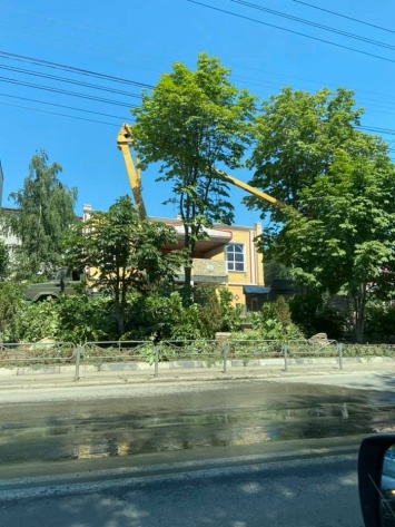 Саратовцы возмущены вырубкой аллеи каштанов на улице Чернышевского