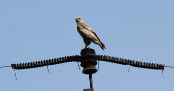 «Россети Кубань» установила на ЛЭП три тысячи птицезащитных устройств