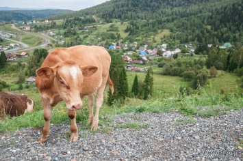 Супруги из Кузбасса при попытке продать коров стали жертвами аферистки