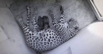 В Сочинском нацпарке родились два котенка леопарда