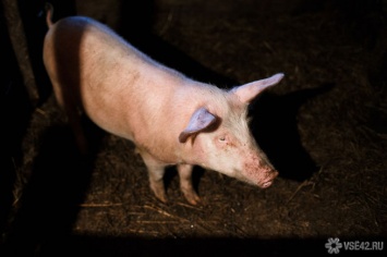 Кузбасская свиноферма попалась на грубых нарушениях