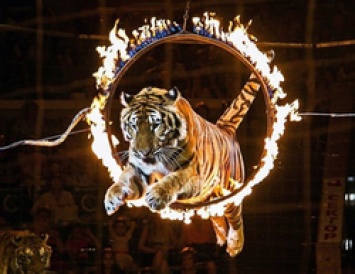 Старооскольские ветеринары приняли роды у тигрицы из цирка