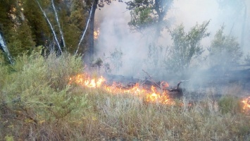 Под Саратовом 16 часов тушили лесной пожар