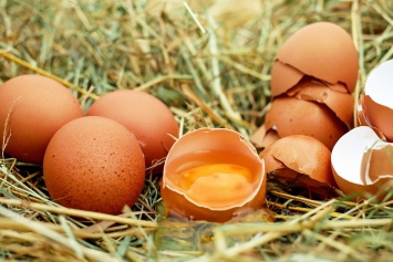 Медицинский центр «Решма» ищет поставщика яиц на полмиллиона рублей