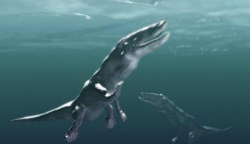 Учеными найдены останки древнего кита, умевшего ходить по суше