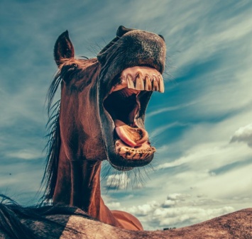 Нижегородец лишится свободы за истязание соседей лошадиным ржанием