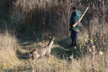 Охотник-браконьер убил в лесу под Белгородом косулю