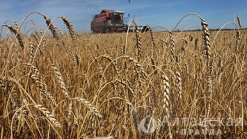 Новый сорт яровой пшеницы создали в Алтайском крае
