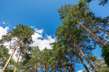 Кузбасский предприниматель создал ОПГ для вырубки и сбыта деревьев