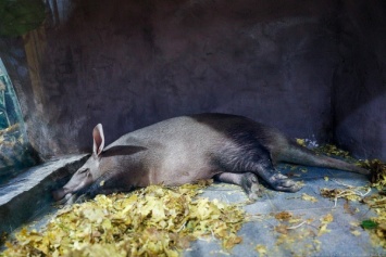 Трубкозуба в Калининградском зоопарке вновь разбудили. На этот раз - чтобы узнать его вес