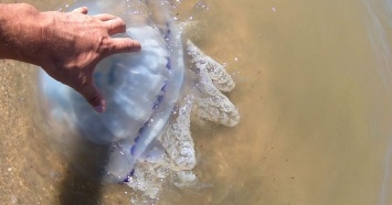 В Ейском районе замечено нашествие медуз