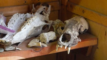 Симбиоз туризма и науки: около Денисовой пещеры построят палеопарк