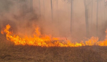 В Саратовской области горели больше 58 гектаров леса