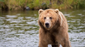 Медведь разозлился на туристов, которые мешали ему спокойно плыть по Телецкому озеру