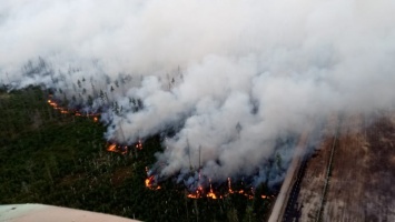 За неделю площадь лесных пожаров увеличилась в области в 2,5 раза