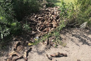 Местные жители обнаружили под Светлым свалку останков животных (фото)