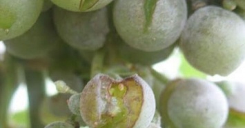 Потерю 20-40% урожая винограда из-за избытка влаги прогнозируют в Новороссийске