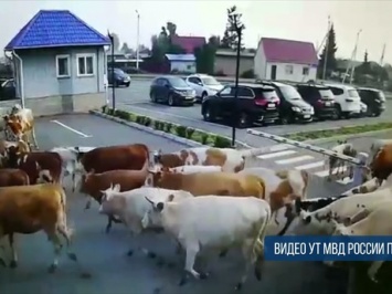Коровы устроили массовый "захват" территории абаканского аэропорта