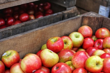 Рассказавшая россиянам о пользе яблок диетолог посоветовала не выбрасывать червивые плоды