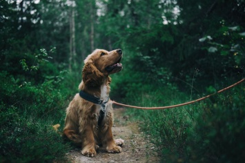 Власти запретят кемеровчанам выгуливать собак где захочется