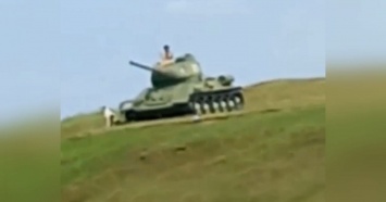 Два агрессивных алабая загнали женщину на танк в музее «Красная горка» под Темрюком