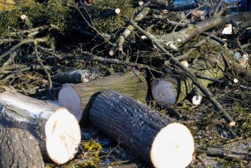 На ремонтируемых ул. Транспортной и Судостроительной вырубают 244 дерева