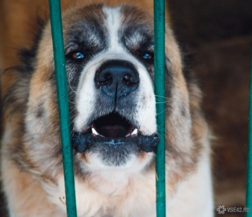 Соцсети: дикие собаки напали на прохожую в Кузбассе