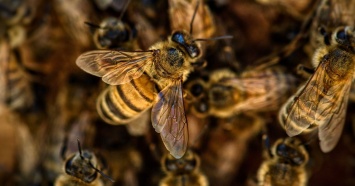 Массовая гибель пчел произошла в Мостовском районе