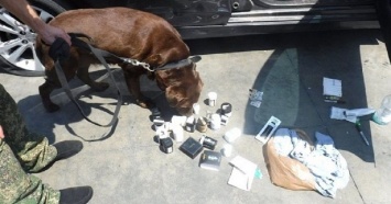 На Кубани служебная собака нашла наркотики в машинах, доставленных по морю из США