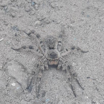 В Саратове коммунальщики обнаружили на улице тарантула