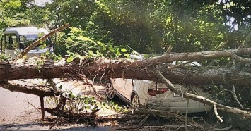 Дерево рухнуло на припаркованную иномарку в Сочи
