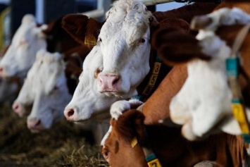«Союзмолоко» заявило о резком росте себестоимости молочной продукции