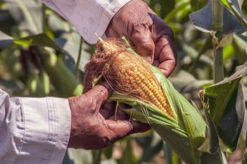 Гастроэнтеролог предупредила россиян об опасности кукурузных рыльцев для переболевших COVID-19