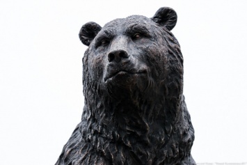 Калининградский зоопарк надеется построить новый медвежатник в 2024 году