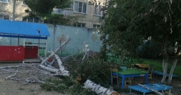 Дерево рухнуло на территории детского сада в Армавире