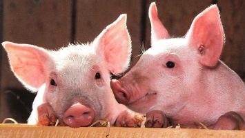 АЧС. За изъятых свиней саратовцы уже получили 2,6 млн рублей